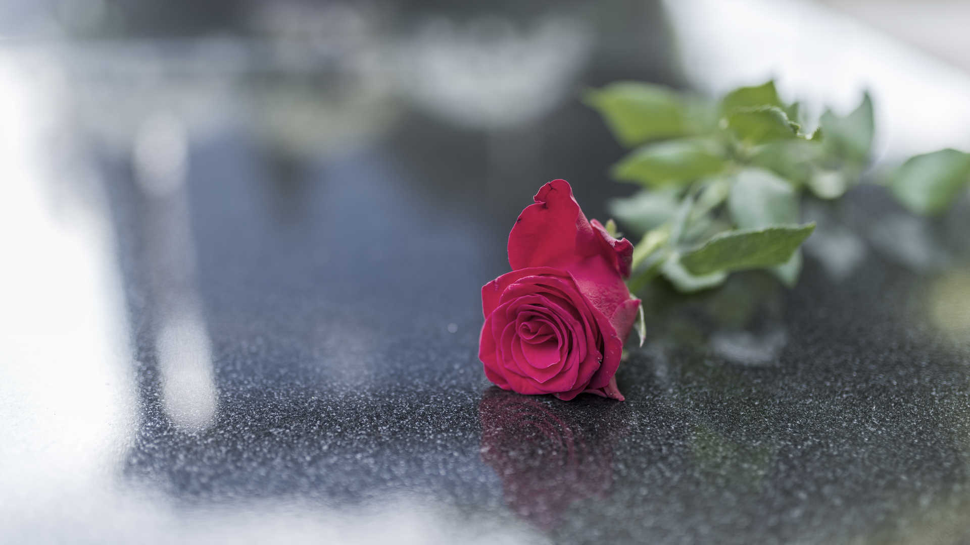 A red memorial rose resting on black granite